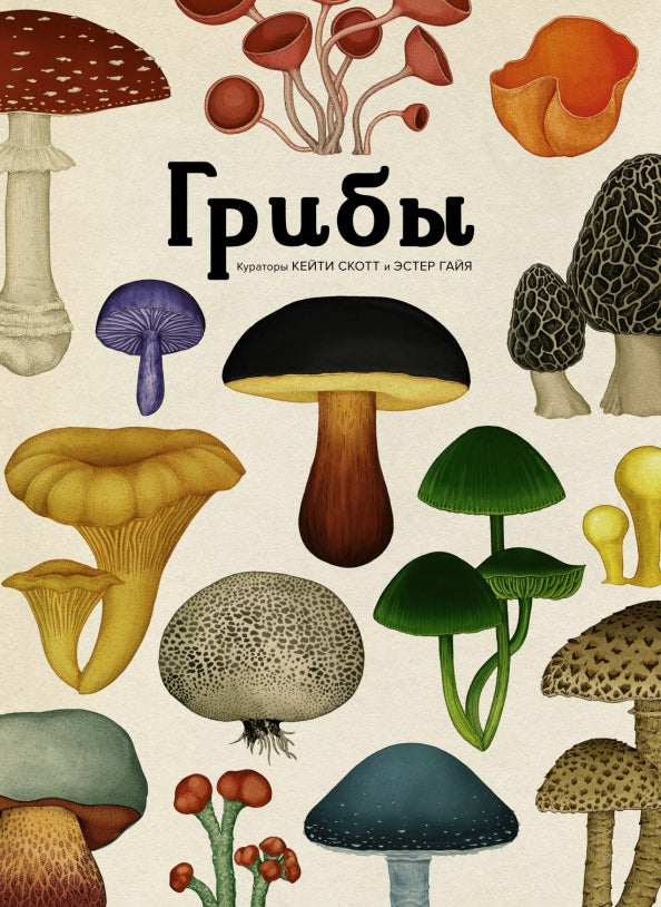 Грибы — Ротери