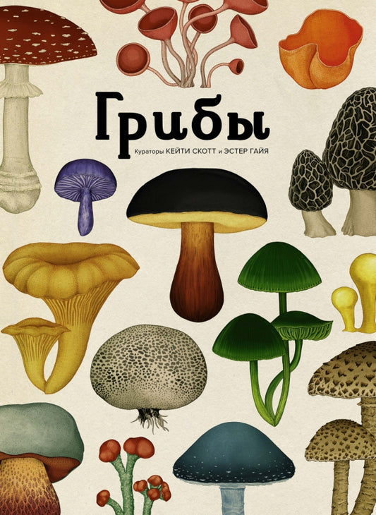 Грибы — Ротери